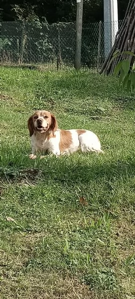 Regalo Breton femmina