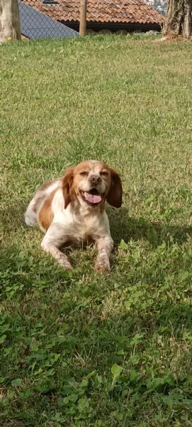 Regalo Breton femmina | Foto 0
