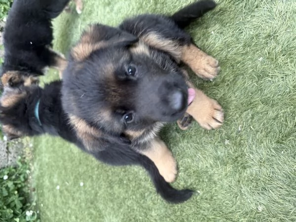Cuccioli pastore tedesco  | Foto 4