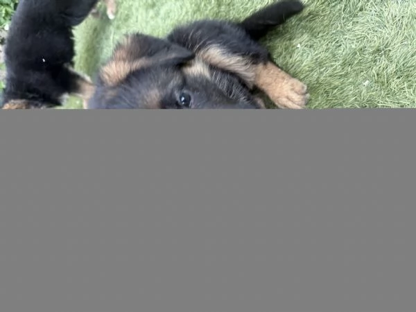 Cuccioli pastore tedesco  | Foto 3
