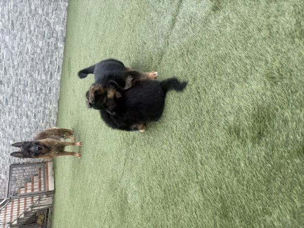Cuccioli pastore tedesco  | Foto 2