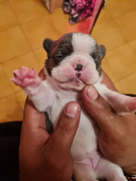 Bulldog  | Foto 1