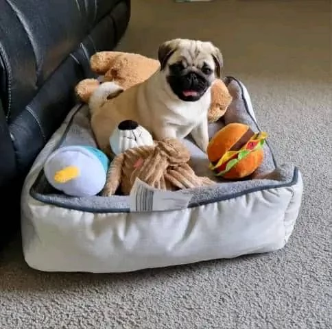 Cuccioli di Carlino di Razza Pura