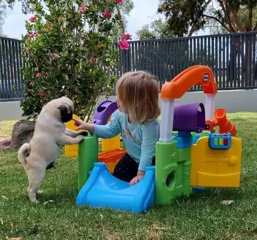 Cuccioli di Carlino Addestrati a Casa