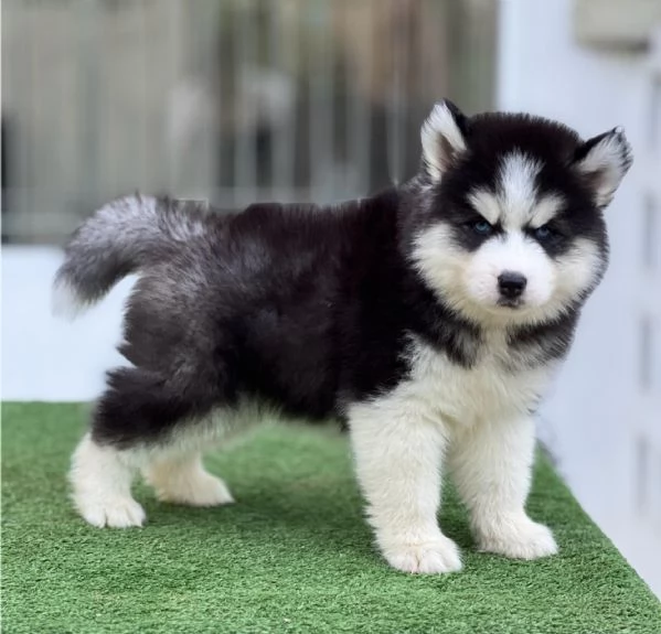 Husky Siberiano Cuccioli – Due Meraviglie da Amare!