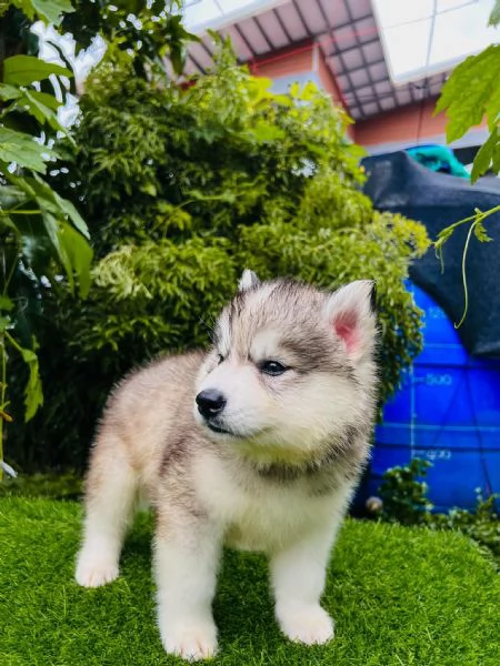 Cuccioli Husky Siberiano – Un Maschio e una Femmina di Una Bellezza Unica!!