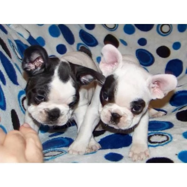 Cuccioli di bulldog francese in regalo