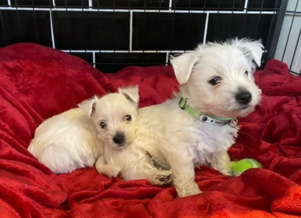 Bellissimi cuccioli di West highland Terrier