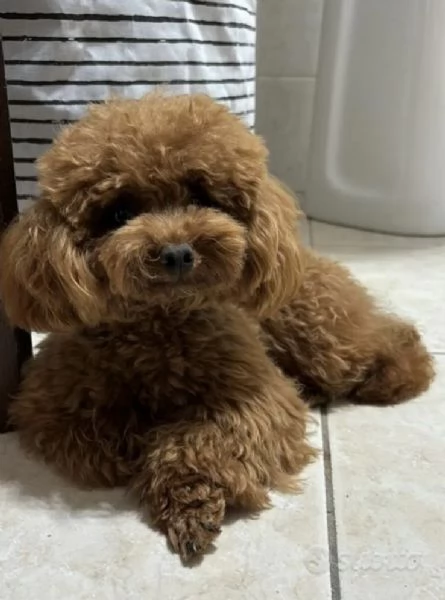 Barboncini Toy Red con pedigree ENCI