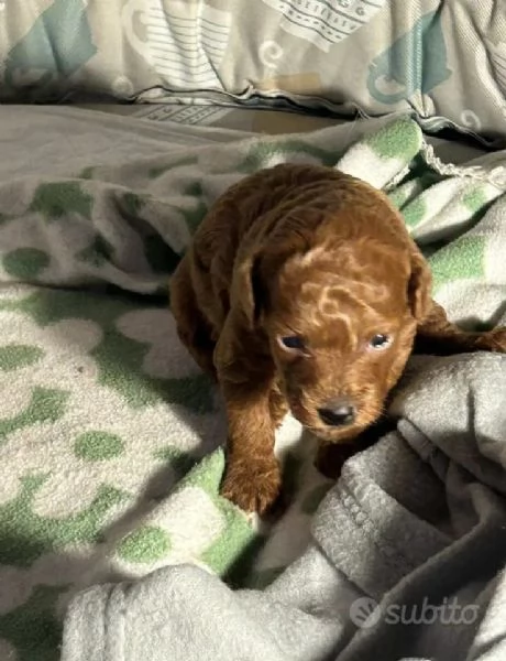 Barboncini Toy Red con pedigree ENCI | Foto 1