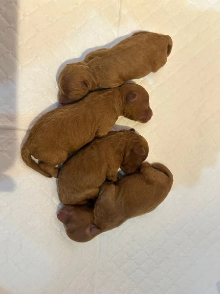 Barboncini Toy Red con pedigree ENCI | Foto 0