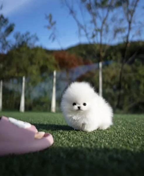 Bellissimo e giocoso cucciolo di Pomerania