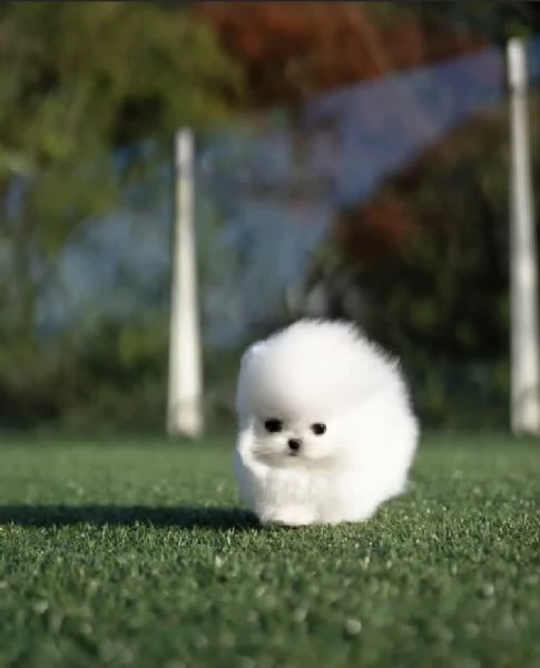 Bellissimo e giocoso cucciolo di Pomerania | Foto 2