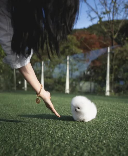 Bellissimo e giocoso cucciolo di Pomerania | Foto 1