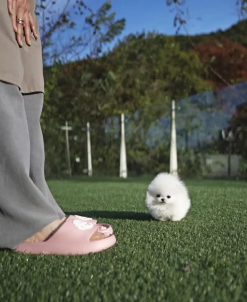 Bellissimo e giocoso cucciolo di Pomerania | Foto 0