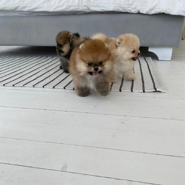 Tre cuccioli di Pomerania in vendita | Foto 4