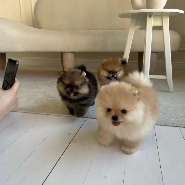 Tre cuccioli di Pomerania in vendita | Foto 3