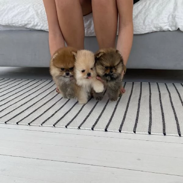 Tre cuccioli di Pomerania in vendita
