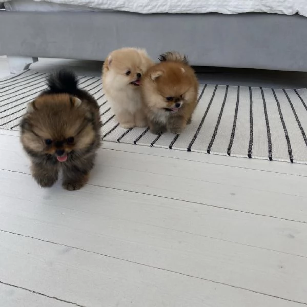Tre cuccioli di Pomerania in vendita | Foto 1