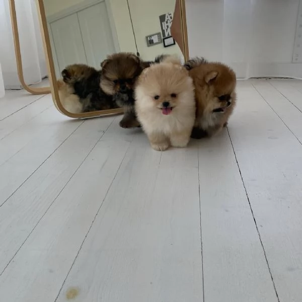 Tre cuccioli di Pomerania in vendita | Foto 0