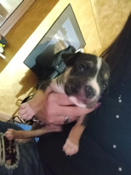 Regalo cuccioli | Foto 1