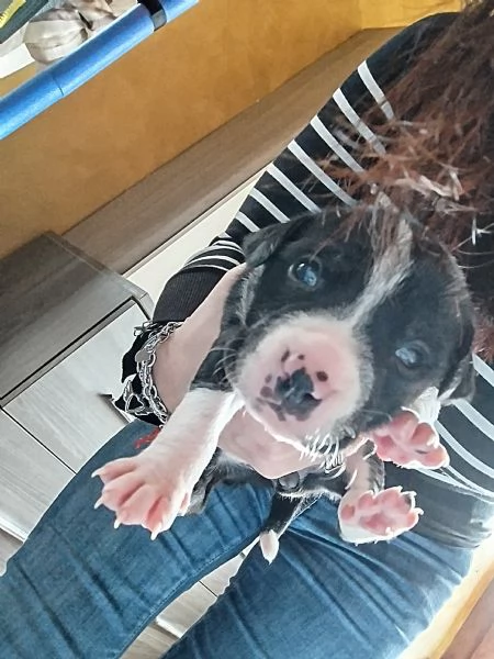 Regalo cuccioli | Foto 0