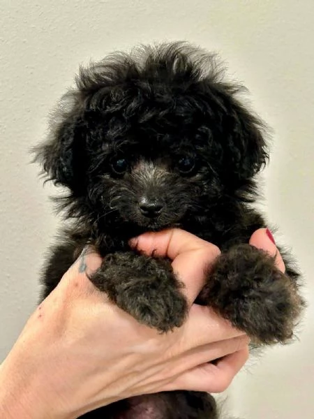 Cuccioli di Barboncino Mini Toy Silver (femmine) | Foto 1