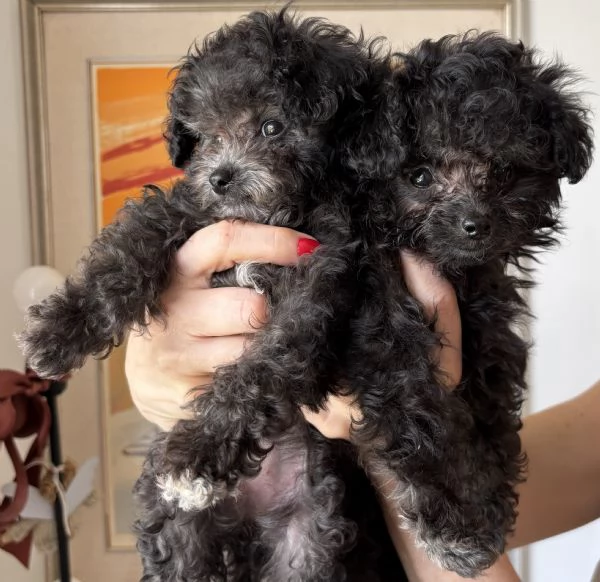 Cuccioli di Barboncino Mini Toy Silver (femmine) | Foto 0