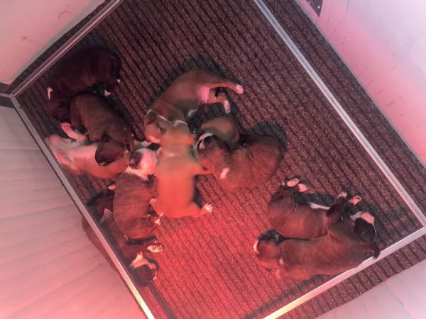 Amstaff cuccioli | Foto 1