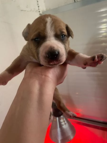 Amstaff cuccioli | Foto 0