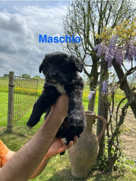 Cuccioli pastore del lagorai 