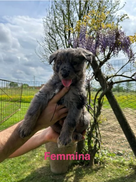 Cuccioli pastore del lagorai  | Foto 4