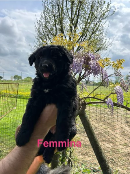 Cuccioli pastore del lagorai  | Foto 3