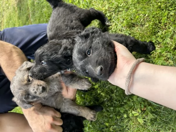 Cuccioli pastore del lagorai  | Foto 2
