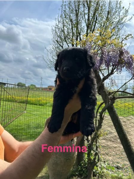 Cuccioli pastore del lagorai  | Foto 1