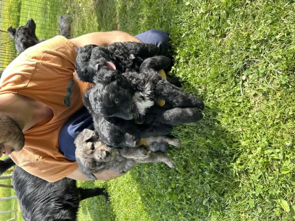 Cuccioli pastore del lagorai  | Foto 0