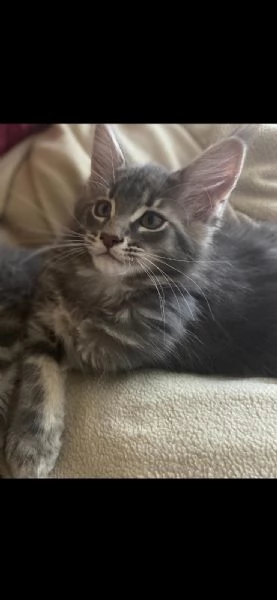 Esemplare Maine Coon | Foto 6