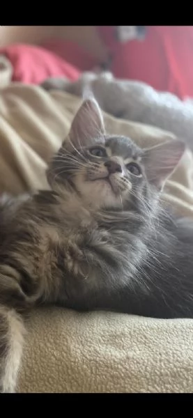 Esemplare Maine Coon | Foto 5