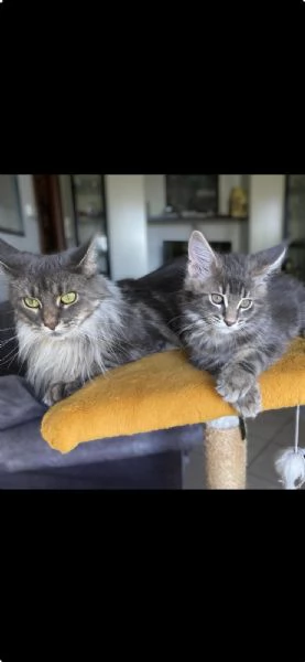 Esemplare Maine Coon | Foto 4