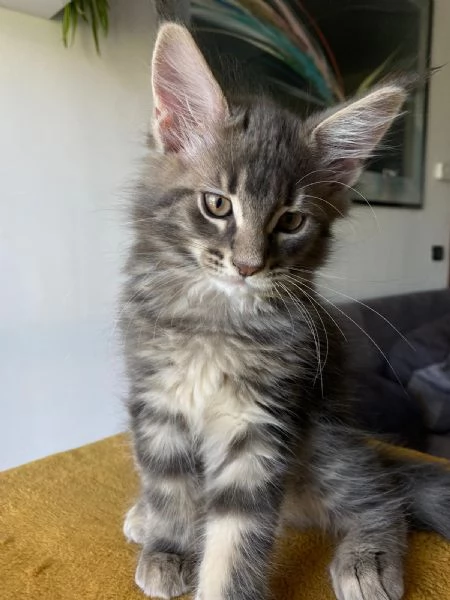 Esemplare Maine Coon | Foto 3