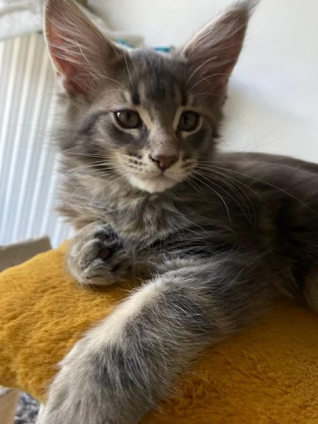 Esemplare Maine Coon | Foto 2
