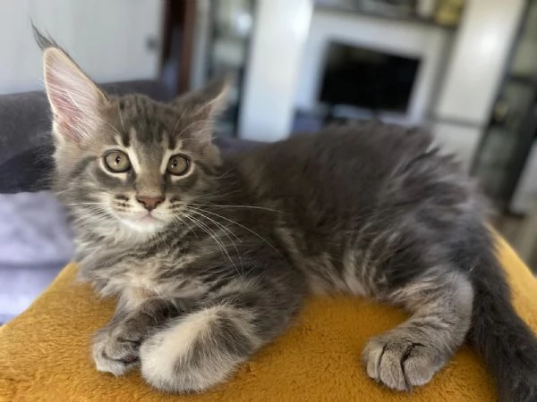 Esemplare Maine Coon