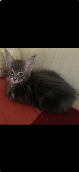 Esemplare Maine Coon | Foto 1