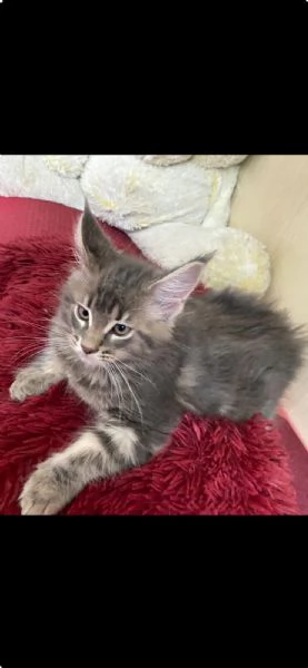 Esemplare Maine Coon | Foto 0