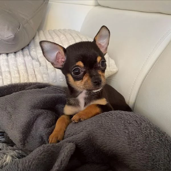  Cuccioli di Chihuahua disponibili per l'adozione | Foto 0