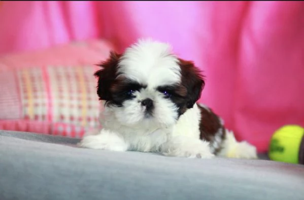  cuccioli di shitzu estremamente belli disponibili per l'adozione