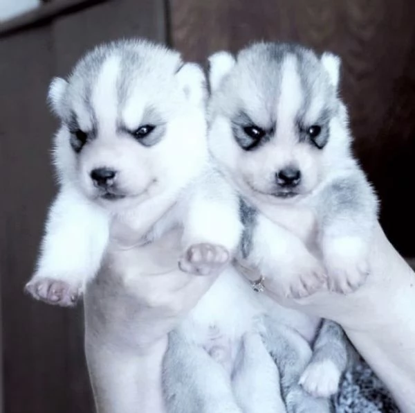  Regalo husky