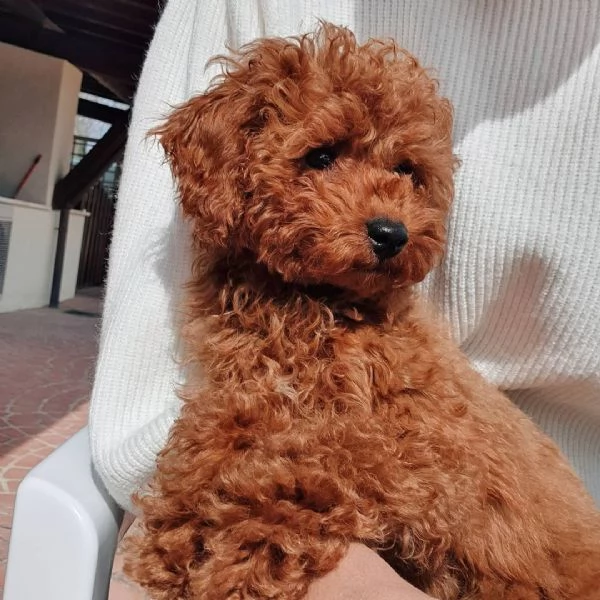 Cuccioli di barboncino toy disponibili per l'adozione (è possibile la consegna a domicilio) | Foto 0