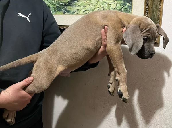 Vendo Cani Corso | Foto 6