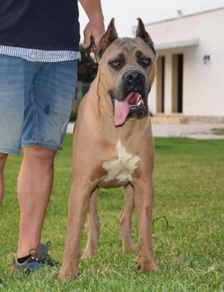 Vendo Cani Corso | Foto 5